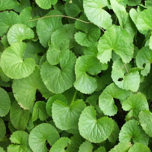 Brahmi